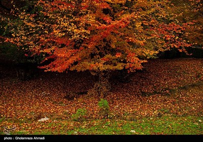 طبیعت پاییزی بهشهر مازندران