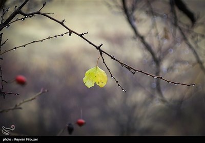 طبیعت پاییزی - سنندج