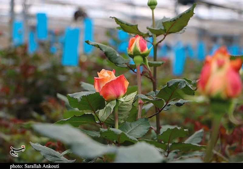 بزرگترین گلخانه هوشمند هیدروپونیک گل رز استان کرمان به روایت تصویر