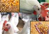 کمبود نهاده برای مرغ گوشتی و تخم گذار در خراسان جنوبی نداریم