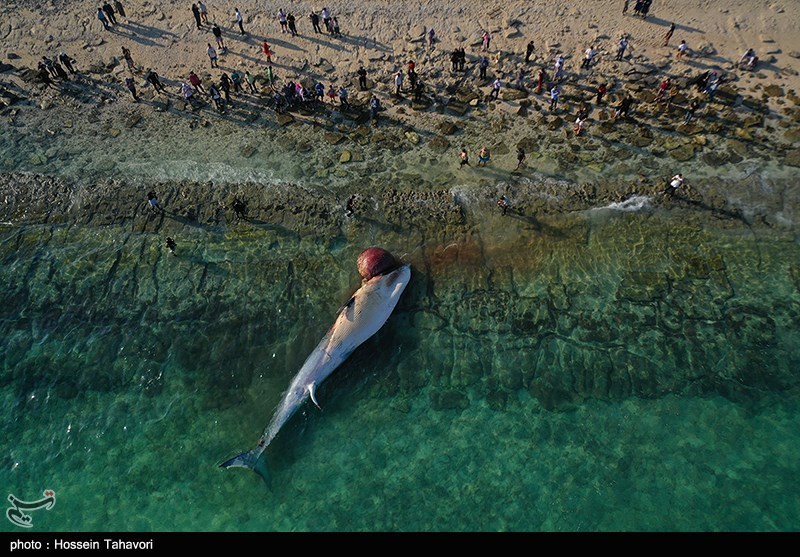 دومین لاشه نهنگ در آب‌های ساحلی کیش