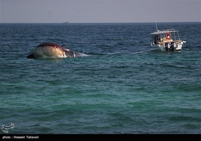 دومین لاشه نهنگ در آب‌های ساحلی کیش