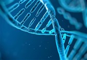 Scientists Identify Gene Responsible for Aging
