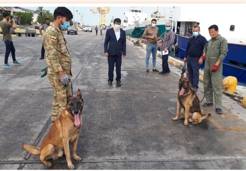 سگ‌های موادیاب در گمرک بوشهر مستقر شدند/ بازرسی شناورها با هدف جلوگیری از قاچاق کالا