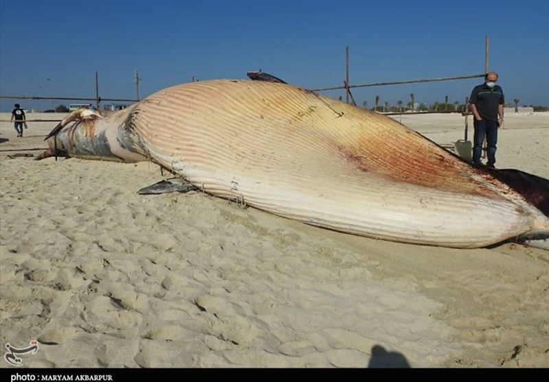 یگی دیگر از بزرگ‌ترین گونه‌های نهنگ خلیج فارس به گل نشست + تصاویر
