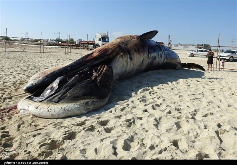 جداسازی اسکلت دومین نهنگ به گل نشسته در کیش از لاشه آغاز شد+ تصاویر- اخبار  جزایر خلیج فارس - اخبار استانها تسنیم | Tasnim