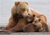 ابتکار جالب محیط‌بانان برای نجات خرس‌های گرفتار + فیلم