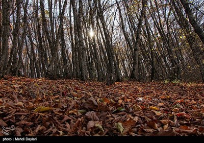 طبیعت پاییزی جنگلهای ارسباران - آذربایجان شرقی