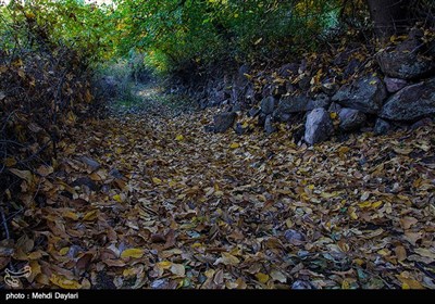 طبیعت پاییزی جنگلهای ارسباران - آذربایجان شرقی