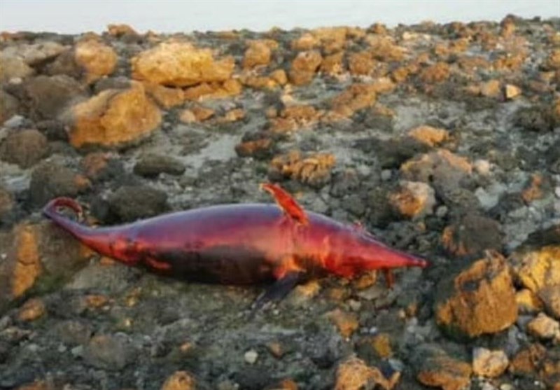 لاشه یک دلفین در ساحل کیش پیدا شد/ ترال بازهم دردسر ساز شده؟