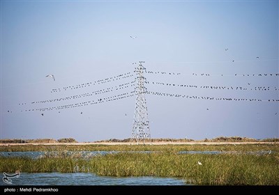 Grassroots Campaign in Iran Feeds Hungry Birds in Cold Weather 