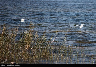 Grassroots Campaign in Iran Feeds Hungry Birds in Cold Weather 