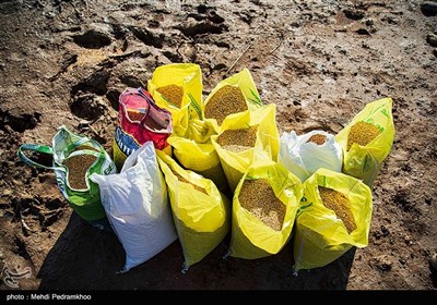 Grassroots Campaign in Iran Feeds Hungry Birds in Cold Weather 