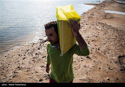 Grassroots Campaign in Iran Feeds Hungry Birds in Cold Weather 