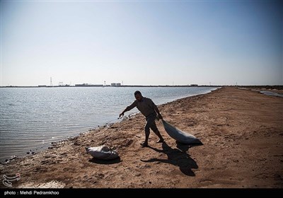 Grassroots Campaign in Iran Feeds Hungry Birds in Cold Weather 