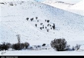 بارش برف چهره آذربایجان شرقی را سفیدپوش کرد+ فیلم