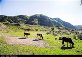 «معجزه آبخیزداری»|مقابله با پدیده خشکیدگی جنگل های زاگرس با سامانه های سطوح آبگیر باران