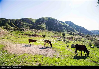 احیاء جنگل های زاگرس در منطقه خائیز-خوزستان