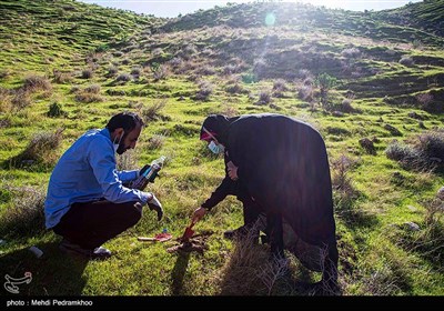 احیاء جنگل های زاگرس در منطقه خائیز-خوزستان