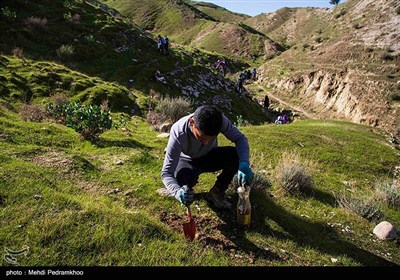 احیاء جنگل های زاگرس در منطقه خائیز-خوزستان