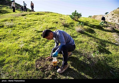 احیاء جنگل های زاگرس در منطقه خائیز-خوزستان