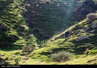 احیاء جنگل های زاگرس در منطقه خائیز-خوزستان
