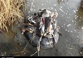 تلفات پرندگان مهاجر در تالاب میقان اراک به 619بال رسید