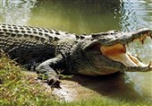 وجود تمساح در دریاچه چیتگر به طور رسمی تکذیب شد/تشریح علت تعطیلی چیتگر