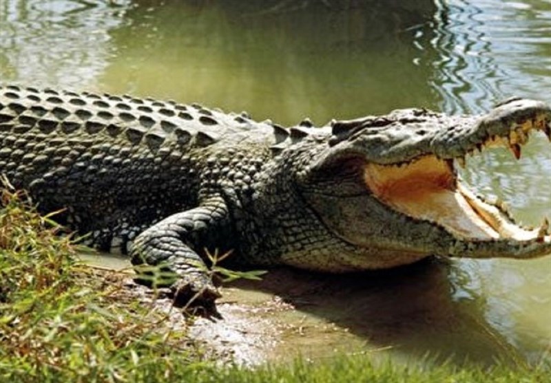وجود تمساح در دریاچه چیتگر به طور رسمی تکذیب شد/تشریح علت تعطیلی چیتگر