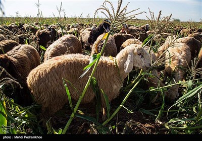 برداشت ذرت از مزارع دزفول