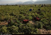 80 هزار تن گوجه‌فرنگی خارج از فصل استان بوشهر برداشت و توزیع شد + فیلم