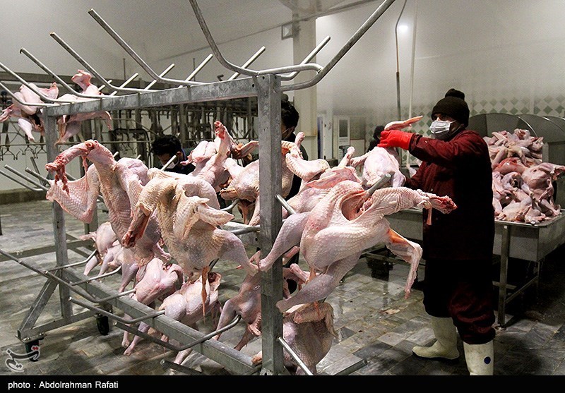 عرضه 300 تن مرغ گرم در بازار کاشان