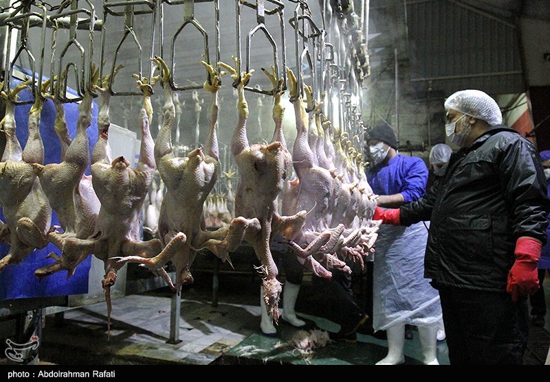 قاچاق دام عامل افزایش قیمت گوشت در ایلام/ طمع قاچاقچیان سیری‌ناپذیر است