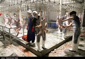 تشدید نظارتهای طیور و دام چهارمحال و بختیاری؛ بیماری فوقحاد طیوری مشاهده نشد