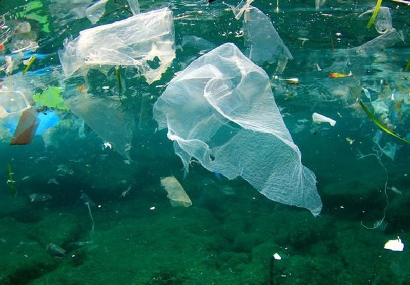 &quot;بلع مواد پلاستیکی&quot;، عامل تلف شدن 80 گونه جانوری