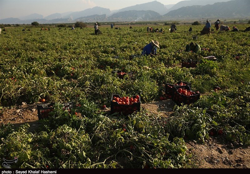 600 هزار تن گوجه‌فرنگی از مزارع استان بوشهر برداشت می‌شود