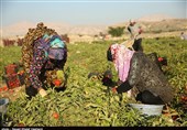 برداشت گوجه‌فرنگی در اراضی استان بوشهر به 193هزارتن افزایش می‌یابد + تصاویر