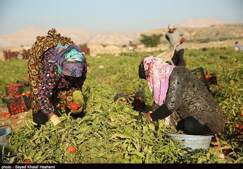 برداشت گوجه‌فرنگی در اراضی استان بوشهر به 193هزارتن افزایش می‌یابد + تصاویر