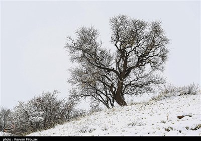 استان کردستان سفیدپوش شد