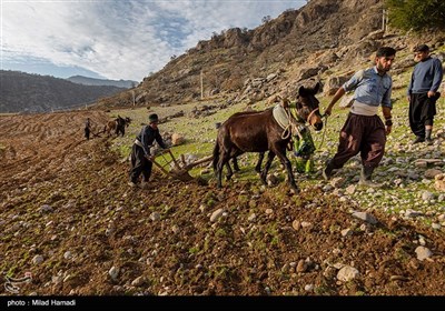 شخم زدن سنگلاخ های زمین های چلو با گاو آهن