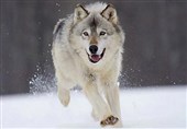 فیلم// گله &quot;گرگ‌های خاکستری&quot; در برف منطقه سوادکوه