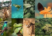 79 گونه از مهره‌داران در ایران در معرض تهدید انقراض هستند