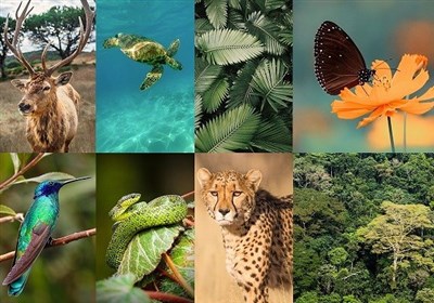  محافظت از تنوع زیستی کشور همچنان در انتظار بودجه است! 