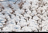 خراسان شمالی یخبندان میشود