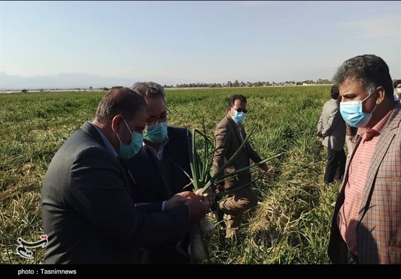 بازدید اعضای کمیسیون کشاورزی مجلس از مجتمع‌های گلخانه‌ای و مزارع کشاورزی جنوب کرمان