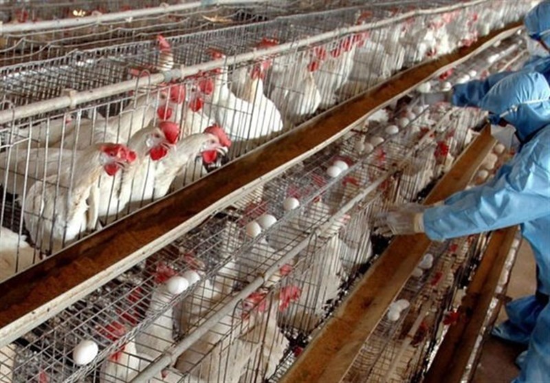 آنفلوآنزای فوق حاد پرندگان در کشور مهار شد