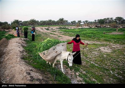 علی دانش آموز روستای علوه