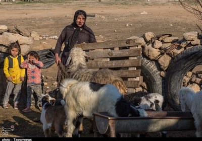  عشایر با خشکسالی سختی مواجه هستند/ درخواست کمک از دولت برای کوچ ماشینی عشایر 