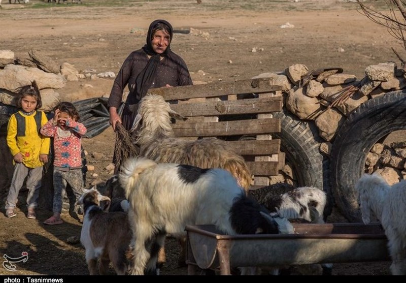 عشایر با خشکسالی سختی مواجه هستند/ درخواست کمک از دولت برای کوچ ماشینی عشایر