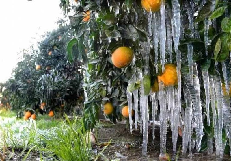 هشدار زرد هواشناسی قزوین/ خطر سرمازدگی محصولات کشاورزی و دامی را تهدید می‌کند